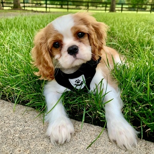 Fundraising Page: Tucker Schuler